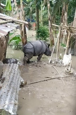 কাজিৰঙা ৰাষ্ট্ৰীয় উদ্যানৰ অগৰাতলিৰ গাওঁত মাতৃহাৰা গঁড় পোৱালী উদ্ধাৰ :