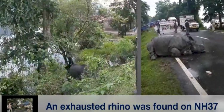 Exhausted Rhino Takes Refuge Near NH37: Officials Guarding It