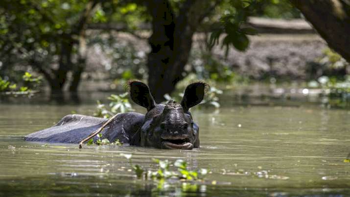 বানপানীৰ দুৰ্গত দিনত কাজিৰঙালৈ ইংলণ্ডৰ যুৱৰাজ উইলিয়ামচৰ সমবেদনা পত্ৰ :