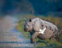 বানাৰ্ত বন্যপ্ৰাণীৰ চিকিৎসাৰ বাবে কাজিৰঙাৰ বন্যপ্ৰাণী পুনৰ সংস্থাপন আৰু সংৰক্ষণ কেন্দ্ৰলৈ নগদ একলাখ টকা আগবঢ়ালে গোলাঘাটৰ ৰুমী দত্তই :