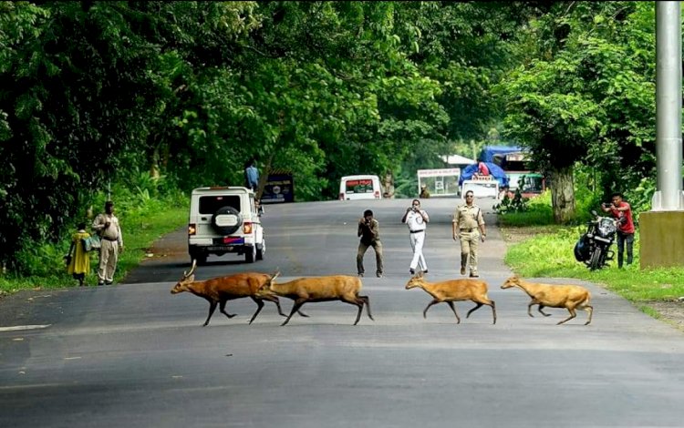 কাজিৰঙাৰ এনিমেল কৰিডৰত নিষেধজ্ঞা  : কৰিডৰ এলেকাত সকলো ধৰনৰ নতুন নিৰ্মান কাৰ্য নিষিদ্ধ বোকাখাত মহকুমা দণ্ডাধীশৰ :