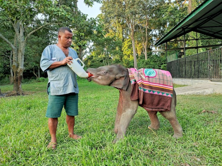 গোলাঘাটৰ মিৰি পথাৰৰ পৰা উদ্ধাৰ হোৱা  মাতৃহাৰা হাতী পোৱালীতো এতিয়া সুস্থ  :   'শদিয়া'ৰ সৈতে গঢ়ি উঠিছে বন্ধুত্ব  :
