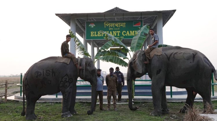 কাজিৰঙাৰ মিহিমুখত বিভাগীয় হাতীৰ খাদ্য গ্ৰহন কেন্দ্ৰ মুকলি  :
