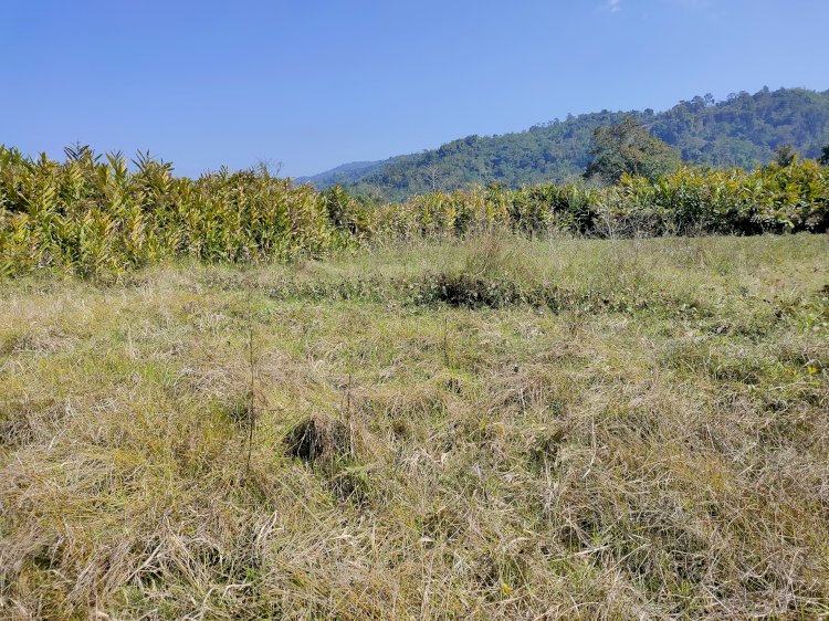 কাৰ্বিআংলং জিলাৰ তৰাপুংবাসীৰ মহান অৱদান  :  বিশ্ব ঐতিহ্য ক্ষেত্ৰ কাজিৰঙা ৰাষ্ট্ৰীয় উদ্যানৰ বন্যপ্ৰাণীৰ বিচৰণৰ বাবে স্ব ইচ্ছাৰে ত্যাগ নিজৰ বাসস্থান  :