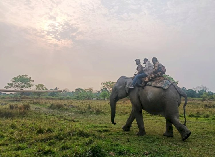 কাজিৰঙাৰ চতুৰ্দশ গঁড় গননাৰ ফলাফল ঘোষণা : এইবাৰৰ গননাত পোৱা ২৬১৩ টা গঁড়ৰ সৈতে বিগত চাৰিটা বৰ্ষত কাজিৰঙাত বৃদ্ধি পাইছে ২০০ টা গঁড়  :