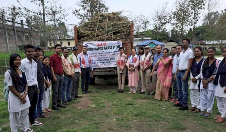 বোকাখাতৰ জে ডি এছ জি মহাবিদ্যালয়ত উৎপাদিত নেপিয়াৰ ঘাঁহৰ বিপনন  : লক্ষাধিক ধন উপাৰ্জন  :