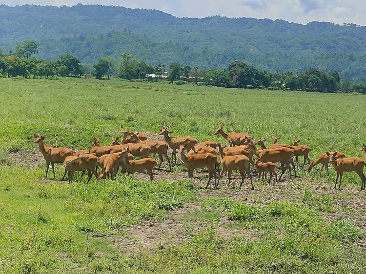 আজিৰে পৰা কাজিৰঙা ৰাষ্ট্ৰীয় উদ্যান ও বাঘ সংৰক্ষিত বনাঞ্চলত আৰম্ভ হৈছে ১৮ সংখ্যক দল হৰিণৰ গননা  :
