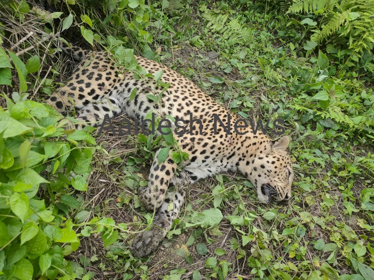 কাজিৰঙাৰ এনিমেল কৰিডৰত গাড়ীৰ খুন্দাত নাহৰফুটুকী বাঘৰ মৃত্যু  :