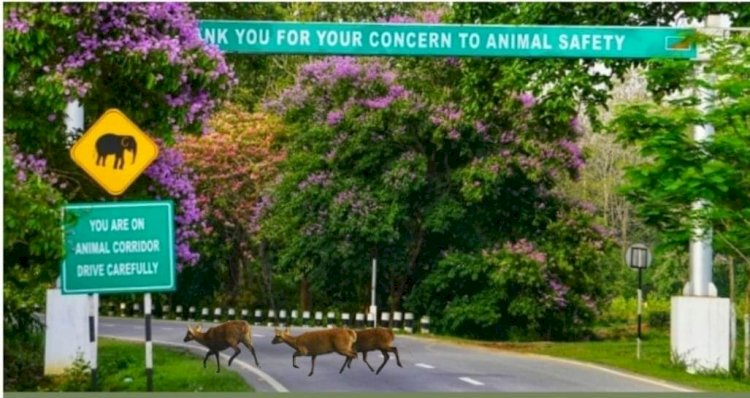 বানত কাজিৰঙা ৰাষ্ট্ৰীয় উদ্যানৰ ৫৫ টা বন শিৱিৰৰ তলত পানী :  ১ টা নাহৰফুটুকী বাঘৰ লগতে ৩ টা পহু এনিমেল কৰিডৰত গাড়ী খুন্দাত মৃত্যু  :