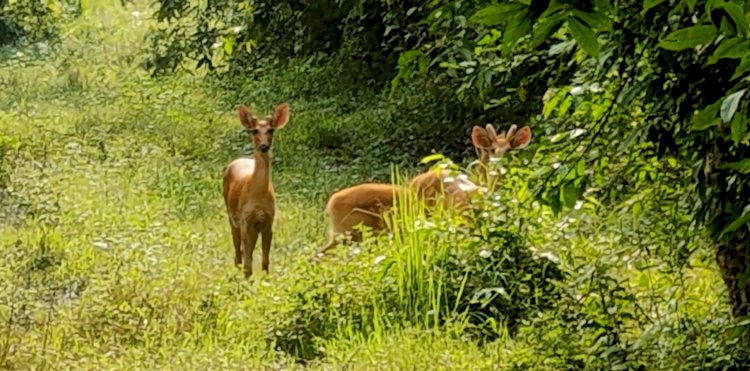 বানত কাজিৰঙা ৰাষ্ট্ৰীয় উদ্যানৰ ৫৫ টা বন শিৱিৰৰ তলত পানী :  ১ টা নাহৰফুটুকী বাঘৰ লগতে ৩ টা পহু এনিমেল কৰিডৰত গাড়ী খুন্দাত মৃত্যু  :