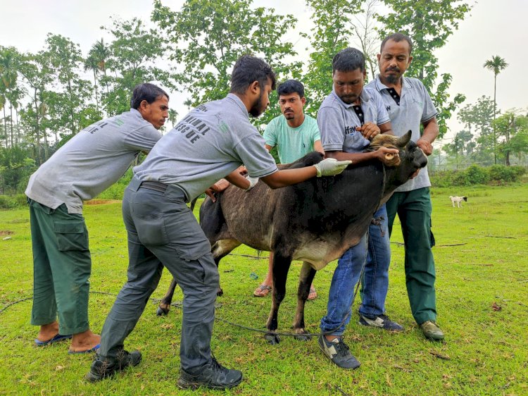 কাজিৰঙা ৰাষ্ট্ৰীয় উদ্যানৰ দাঁতি কাষৰীয় অঞ্চল পশুধনক বিনামুলীয়া প্ৰতিষেধক প্ৰদান অভিযানৰ সফল সামৰণী : ৩২৩৭ টা পৰিয়ালৰ মুঠ ১৭ হেজাৰ ৮০০ পশুধনক প্ৰতিষেধক প্ৰদান  :