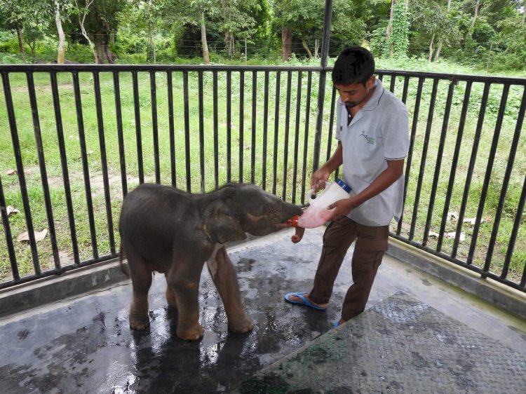 নুমলীগড়ৰ চফেলা  চাহ বাগিচাত মাতৃৰ পৰা বিচ্চেদিত সদ্যজাত হাতী পোৱালী উদ্ধাৰ :