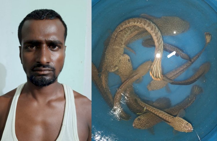 বোকাখাতৰ পৰা অতি বিৰল প্ৰজাতিৰ চান্না বাৰ্কা মাছ লৈ যোৱা এজন লোকক জখলাবন্ধাত কৰায়ত্ব  : ১১ টা চান্না বাৰ্কা মাছ উদ্ধাৰ  :