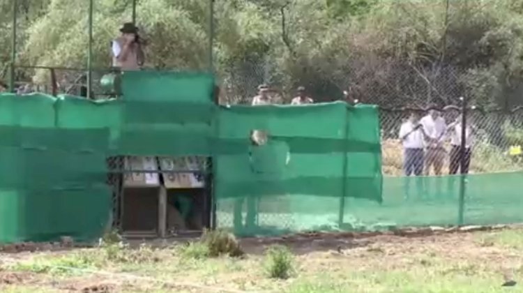 ৭০ বছৰৰ পিচত ভাৰতত চিতাবাঘ পুনৰ সংস্থাপনৰ বাবে কেন্দ্ৰীয় চৰকাৰৰ প্ৰচেষ্টা : মধ্যপ্ৰদেশৰ কোন' ৰাষ্ট্ৰীয় উদ্যানত নামিবিয়াৰ ৮ চিতাবাঘৰ পুনৰ সংস্থাপন  :