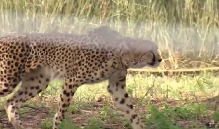 ৭০ বছৰৰ পিচত ভাৰতত চিতাবাঘ পুনৰ সংস্থাপনৰ বাবে কেন্দ্ৰীয় চৰকাৰৰ প্ৰচেষ্টা : মধ্যপ্ৰদেশৰ কোন' ৰাষ্ট্ৰীয় উদ্যানত নামিবিয়াৰ ৮ চিতাবাঘৰ পুনৰ সংস্থাপন  :