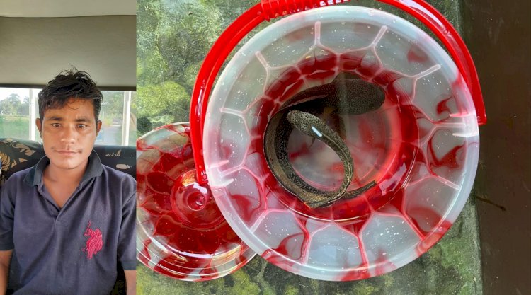 কাজিৰঙা ৰাষ্ট্ৰীয় উদ্যানৰ পৰা অতি সংগোপনে চলি আছে ফুটুকী চেং বা চান্না বাৰ্কা মাছৰ গোপন বেহা :  ১০ টা ফুটুকী চেং মাছ সহ তিনি চোৰাং ব্যৱসায়ীক আটক  :