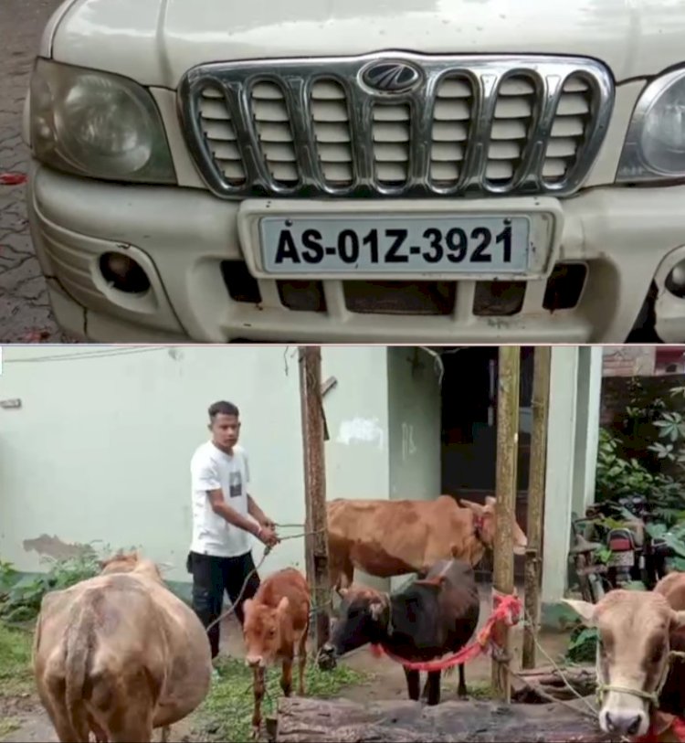 বিলাসী স্ক্ৰপিঅ' গাড়ীৰ ভিতৰৰ পৰা উদ্ধাৰ ৬ টাকৈ গৰু  : বোকাখাত আৰক্ষীৰ অভিযানত আটক দুই গৰুৰ চোৰাং ব্যৱসায়ী  :