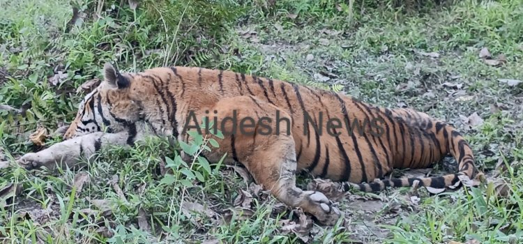 কাজিৰঙা ৰাষ্ট্ৰীয় উদ্যানৰ অগৰাতলি বনাঞ্চলত ঢেকীয়াপতীয়া বাঘৰ মৃতদেহ উদ্ধাৰ  :