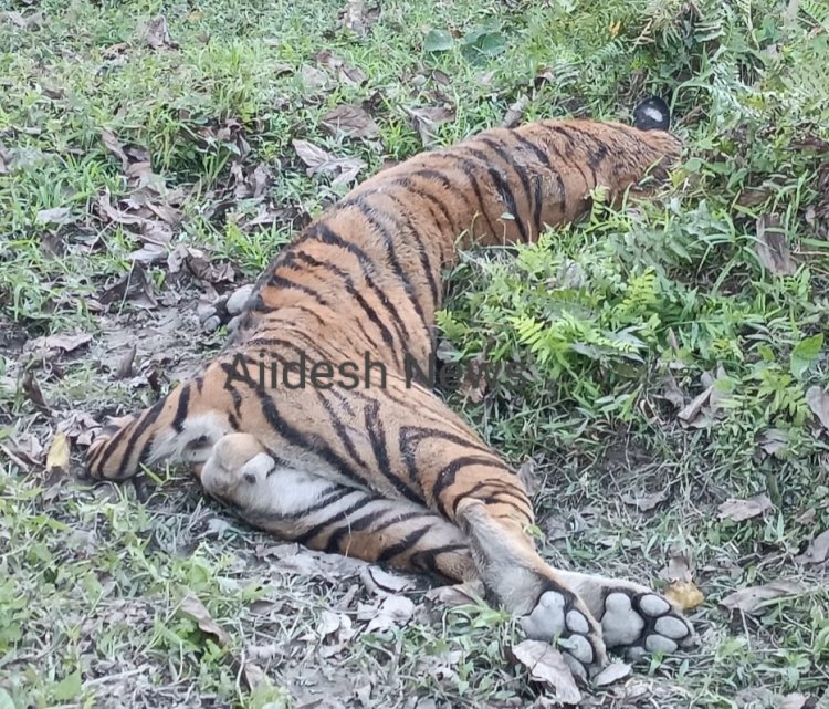 কাজিৰঙা ৰাষ্ট্ৰীয় উদ্যানৰ অগৰাতলি বনাঞ্চলত ঢেকীয়াপতীয়া বাঘৰ মৃতদেহ উদ্ধাৰ  :