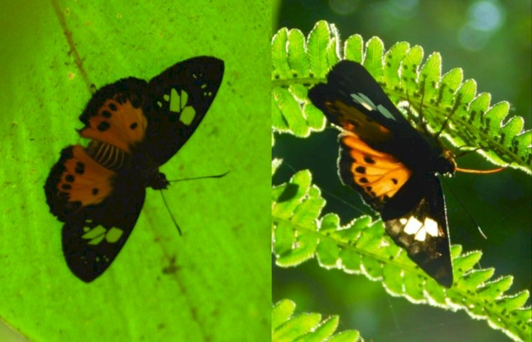 বোকাখাতৰ যুৱ বিজ্ঞানী ড৹ মনচুন জ্যোতি গগৈৰ চমকপ্ৰদ সাফল্য  : ১৩৫ পিচত উত্তৰ পুৰ্বাঞ্চলৰ পৰা পুনৰ আৱিস্কাৰ কৰিবলৈ সক্ষম ইতিমধ্যেই অদৃশ্য হৈ পৰা দুটা অৰেঞ্জ ফ্লেট প্ৰজাতিৰ পখিলা  :