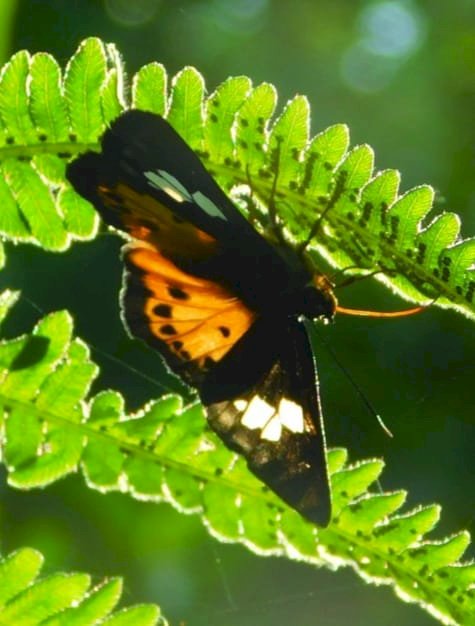 বোকাখাতৰ যুৱ বিজ্ঞানী ড৹ মনচুন জ্যোতি গগৈৰ চমকপ্ৰদ সাফল্য  : ১৩৫ পিচত উত্তৰ পুৰ্বাঞ্চলৰ পৰা পুনৰ আৱিস্কাৰ কৰিবলৈ সক্ষম ইতিমধ্যেই অদৃশ্য হৈ পৰা দুটা অৰেঞ্জ ফ্লেট প্ৰজাতিৰ পখিলা  :
