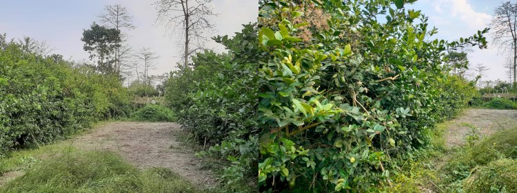 নেমুৰ গছেৰে জৈৱিক বেৰা দি  উজনি অসমৰ শিৱসাগৰত কৃষক আৰু স্থানীয় লোকে উপশম কৰিবলৈ সক্ষম হৈছে হাতী-মানুহৰ সংঘাত : আৰ্থিক ভাৱে লাভৱান হ'বলৈও সক্ষম হৈছে  :