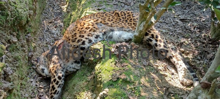বোকাখাত মহকুমাৰ ডিফলু চাহ বাগিচাত নাহৰফুটুকী বাঘৰ মৃতদেহ উদ্ধাৰ  : পাৰস্পৰিক যুঁজতে মৰা বুলি সন্দেহ নাহৰফুটুকী বাঘটো  :