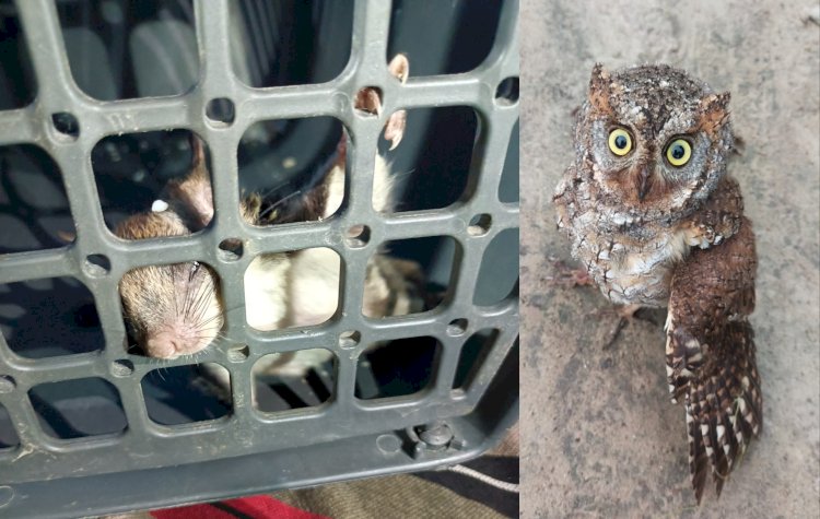 বোকাখাতৰ ডিফলু চাহ বাগিচাৰ ঢেকীয়া পথাৰ অঞ্চলৰ পৰা উৰনীয়া কেৰ্কেটুৱা বা ৰাম শৰ নামৰ বিৰল প্ৰজাতিৰ কেৰ্কেটুৱা উদ্ধাৰ  :