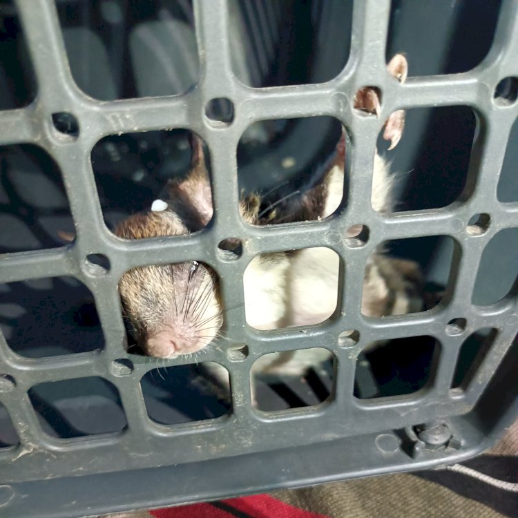 বোকাখাতৰ ডিফলু চাহ বাগিচাৰ ঢেকীয়া পথাৰ অঞ্চলৰ পৰা উৰনীয়া কেৰ্কেটুৱা বা ৰাম শৰ নামৰ বিৰল প্ৰজাতিৰ কেৰ্কেটুৱা উদ্ধাৰ  :