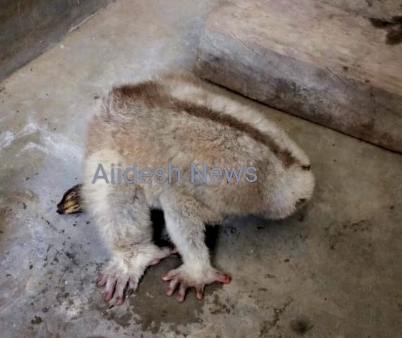 কাৰ্বি আংলংৰ ডলামৰাৰ পৰা লাজুকী বান্দৰ উদ্ধাৰ  : বোকাখাতৰ বন্যপ্ৰাণী পুনৰ সংস্থাপন আৰু সংৰক্ষণ কেন্দ্ৰত চিকিৎসা প্ৰদান  :