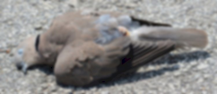 বৰপেটাৰ পক্ষী নিধন কাণ্ডক লৈ আৰণ্যকৰ উদ্বেগ প্ৰকাশ  : দোষীৰ বিৰুদ্ধে ব্যৱস্থা গ্ৰহণৰ দাবী  :