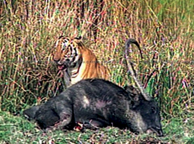 বাঘ হত্যা আৰু বাঘৰ দেহাংশৰ ব্যৱসায় প্ৰতিৰোধৰ বাবে কেন্দ্ৰীয় চৰকাৰৰ বন্যপ্ৰাণী অপৰাধ নিয়ন্ত্ৰন গোটৰ ৰেড এলাৰ্ট জাৰি  :