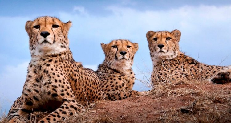 ভাৰতত চিতাবাঘ পুনৰ সংস্থাপন প্ৰকল্পৰ ৮ টা চিতাবাঘ কুনো ৰাষ্ট্ৰীয় উদ্যানত মৃত্যু : দেশ জুৰি চাঞ্চল্য : কেন্দ্ৰীয় চৰকাৰৰ প্ৰতিক্ৰিয়া  :