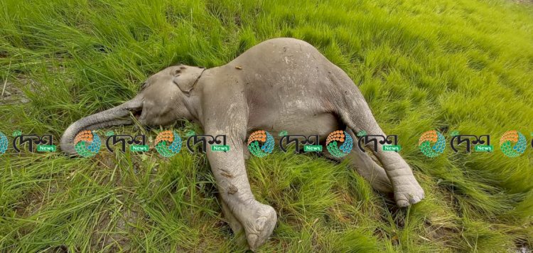 বোকাখাতৰ বৰজুৰি বস্তিত বিদ্যুত প্ৰবাহিত তাঁৰৰ সহায়ত হাতীৰ হত্যা : এজনক আটক :