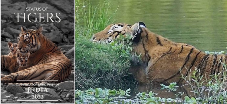 বিশ্ব বাঘ দিৱসৰ দিনা ভাৰতৰ ঘোষণা : বিগত চাৰিটা বৰ্ষত দেশত ৭১৫ টা ঢেকীয়াপতীয়া বাঘ বৃদ্ধি  : বিগত চাৰিটা বৰ্ষত কাজিৰঙাতো বৃদ্ধি ১৬ টা ঢেকীয়াপতীয়া বাঘ  :