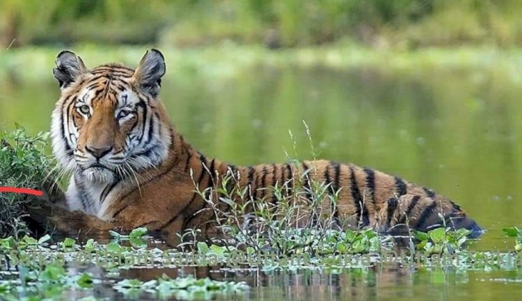 বিশ্ব বাঘ দিৱসৰ দিনা ভাৰতৰ ঘোষণা : বিগত চাৰিটা বৰ্ষত দেশত ৭১৫ টা ঢেকীয়াপতীয়া বাঘ বৃদ্ধি  : বিগত চাৰিটা বৰ্ষত কাজিৰঙাতো বৃদ্ধি ১৬ টা ঢেকীয়াপতীয়া বাঘ  :