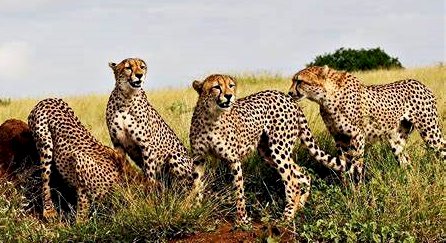 ভাৰতৰ কুনো ৰাষ্ট্ৰীয় উদ্যানত পুনৰ সংস্থাপনৰ বাবে অনা নৱমটো চিতাবাঘৰ  মৃত্যু : দেশ জুৰি চাঞ্চল্য  :