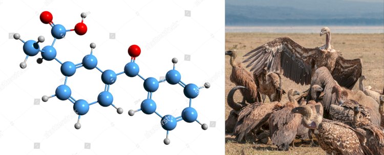 ভাৰতত পশুচিকিৎসাৰ বাবে কিটোপ্ৰফেন আৰু এচিক্লোফেনাকৰ ব্যৱহাৰ নিষিদ্ধ কৰাৰ সিধান্ত কেন্দ্ৰীয় চৰকাৰৰ  :
