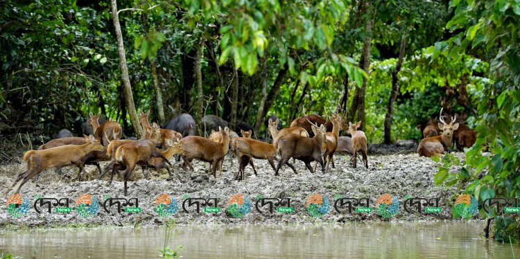 কাজিৰঙা ৰাষ্ট্ৰীয় উদ্যানৰ ৪০ শতাংশ প্লাৱিত : ১১ টা বন্যপ্ৰাণীৰ মৃত্যু :  সষ্টম বনকৰ্মী :