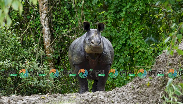 কাজিৰঙা ৰাষ্ট্ৰীয় উদ্যানৰ ৪০ শতাংশ প্লাৱিত : ১১ টা বন্যপ্ৰাণীৰ মৃত্যু :  সষ্টম বনকৰ্মী :