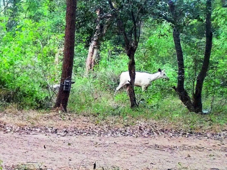 কাবেৰী বন্যপ্ৰাণী অভয়াৰণ্যত বগা শৰ পহুৰ :  জীৱবিজ্ঞানীৰ দ্বাৰা ফটো সংগ্ৰহ  :