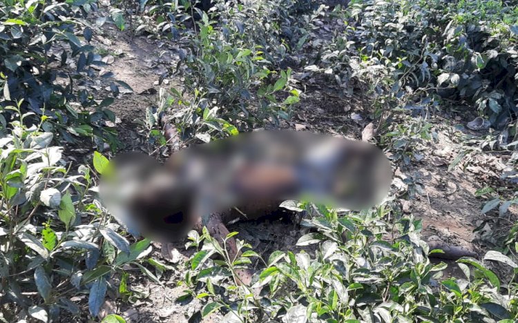 বোকাখাতৰ বৰজুৰিত ৰাষ্ট্ৰীয় পথৰ কাষৰ চাহ বাগিচাত অচিনাক্ত মৃতদেহ উদ্ধাৰ  :