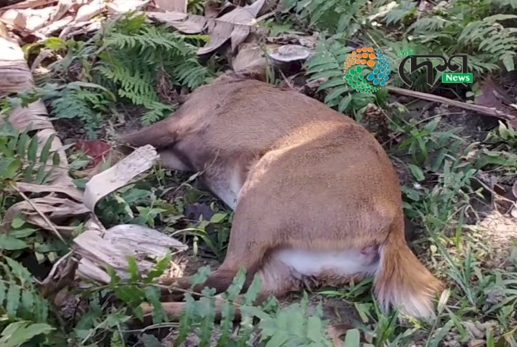 বোকাখাত নগৰৰ ৭ নং ৱাৰ্ডৰ কৈলাখাতত দিন দুপৰতে পহু হত্যা :  মৃত পহু পেলায় হত্যাকাৰীৰ পলায়ন :