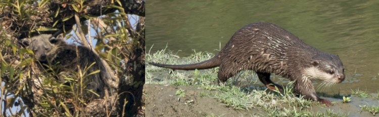 কাজিৰঙা ৰাষ্ট্ৰীয় উদ্যানত দুটা নতুন স্তন্যপায়ী প্ৰজাতিৰ সম্ভেদ  : স্তন্যপায়ী প্ৰাণী দুটা হ’ল বিনটুৰং আৰু সৰু হাতোঁৰাৰ উদ  :  ইয়াৰ ফলত ৰাষ্ট্ৰীয় উদ্যানৰ স্তন্যপায়ী প্ৰজাতিৰ সংখ্যা ৩৭ লৈ বৃদ্ধি  :