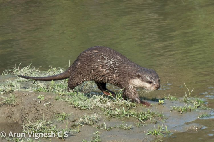 কাজিৰঙা ৰাষ্ট্ৰীয় উদ্যানত দুটা নতুন স্তন্যপায়ী প্ৰজাতিৰ সম্ভেদ  : স্তন্যপায়ী প্ৰাণী দুটা হ’ল বিনটুৰং আৰু সৰু হাতোঁৰাৰ উদ  :  ইয়াৰ ফলত ৰাষ্ট্ৰীয় উদ্যানৰ স্তন্যপায়ী প্ৰজাতিৰ সংখ্যা ৩৭ লৈ বৃদ্ধি  :