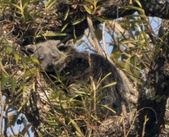কাজিৰঙা ৰাষ্ট্ৰীয় উদ্যানত দুটা নতুন স্তন্যপায়ী প্ৰজাতিৰ সম্ভেদ  : স্তন্যপায়ী প্ৰাণী দুটা হ’ল বিনটুৰং আৰু সৰু হাতোঁৰাৰ উদ  :  ইয়াৰ ফলত ৰাষ্ট্ৰীয় উদ্যানৰ স্তন্যপায়ী প্ৰজাতিৰ সংখ্যা ৩৭ লৈ বৃদ্ধি  :