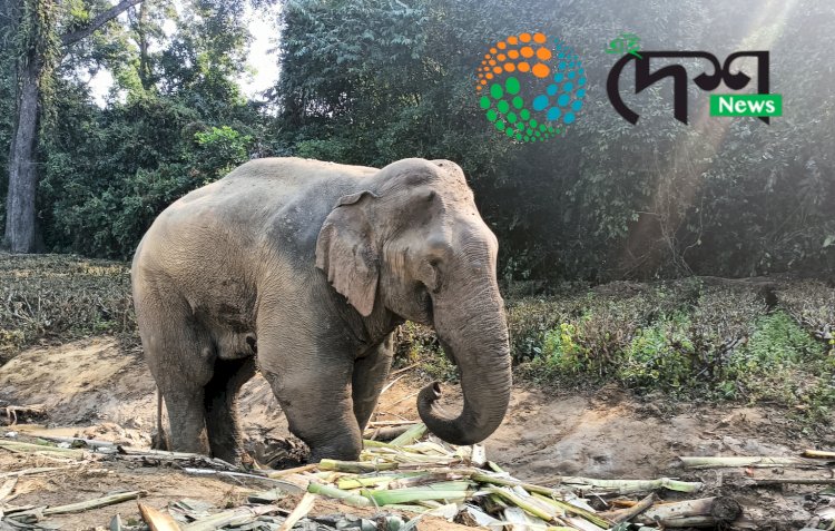 মৃত্যুক আকোৱালি ললে বোকাখাতৰ মেথনি চাহ বাগিছাৰ আহত বনৰীয়া হাতীটোয়ে : বন বিভাগৰ উদ্যোগতে  চিকিৎসা চলাই থকা হৈছিল মখনা হাতীটোৰ :