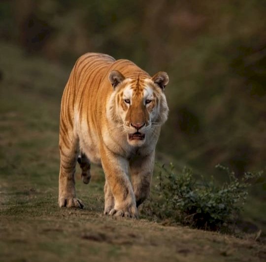 কাজিৰঙা ৰাষ্ট্ৰীয় উদ্যানৰ পৰ্যটকৰ কেমেৰাত পুনৰ সোনোৱালী ঢেকীয়াপতীয়া বাঘৰ উপস্থিতি  :  মুখ্যমন্ত্ৰীৰ টুইট  :