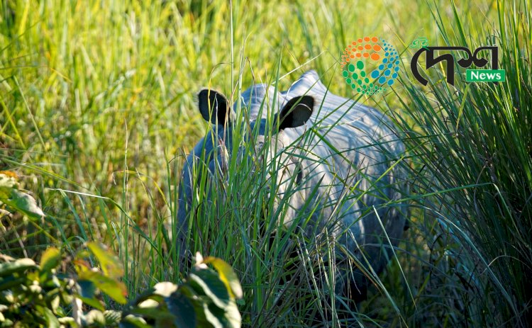 কাজিৰঙাৰ কঁহৰা বনাঞ্চলত গঁড়ৰ আক্ৰমনত বনকৰ্মী আহত :