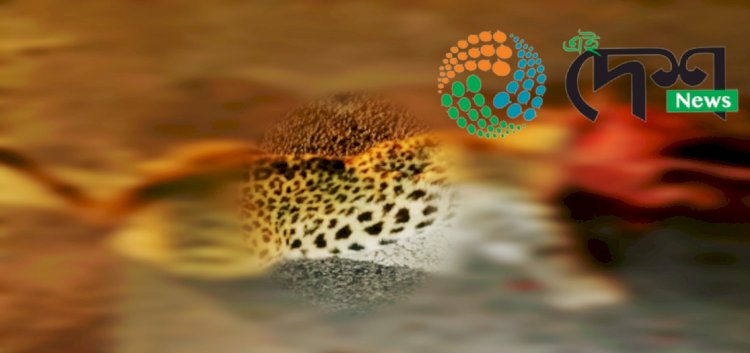 বোকাখাতৰ সমীপৰ মেথনি চাহ বাগিছাৰ ৰাষ্ট্ৰীয় পথত গাড়ীৰ খুন্দাত নাহৰফুটুকী বাঘৰ মৃত্যু  :